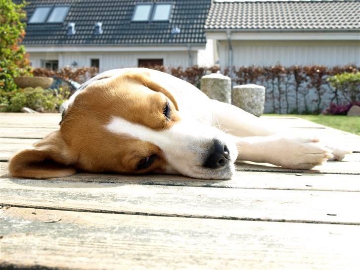 Beagle Maggi - hun er vist blevet træt.. billede 13