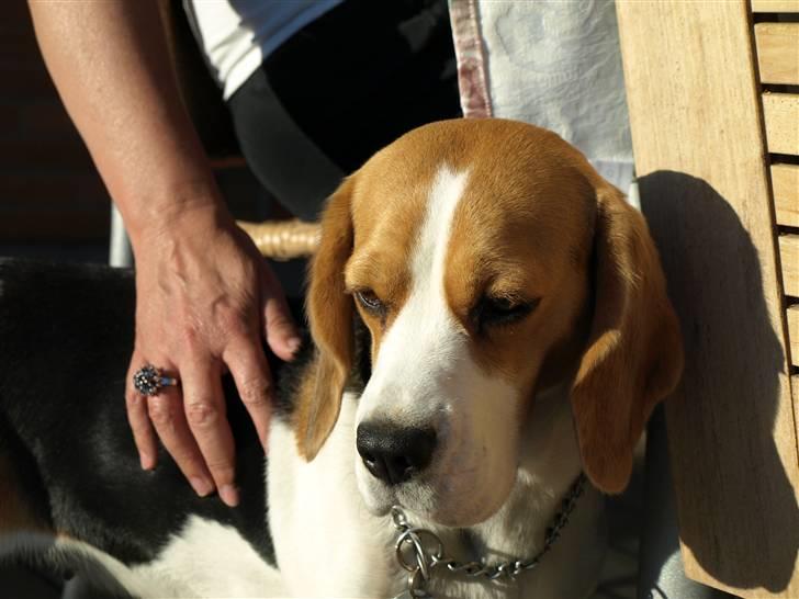 Beagle Maggi billede 14