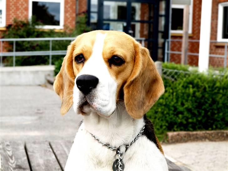 Beagle Maggi billede 15