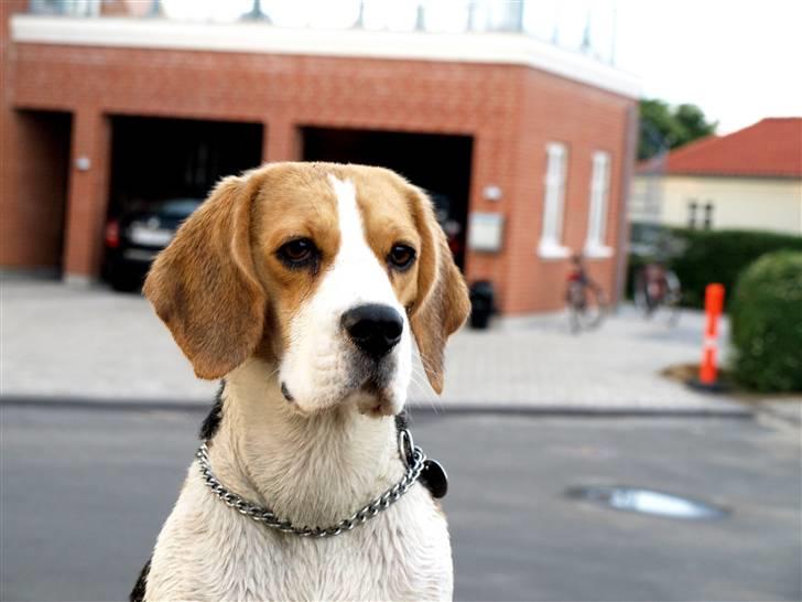 Beagle Maggi - har lige været ude og bade, juli 09 billede 16