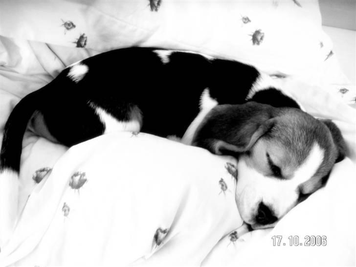 Beagle Maggi - Lille Maggi (o: billede 17