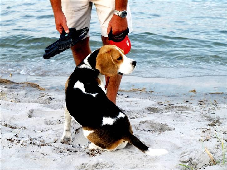 Beagle Maggi - far og maggi på stranden. billede 18