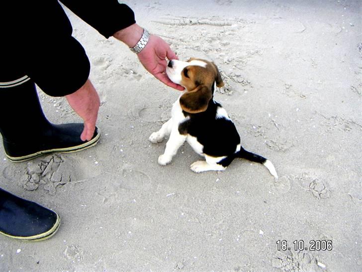 Beagle Maggi billede 19