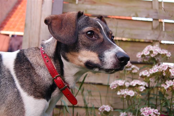 Dansk svensk gaardhund Thilde  - Halløj der, velkommen til Rynkes profil ;P  billede 1