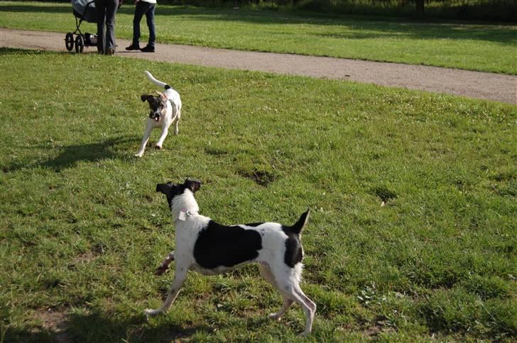 Dansk svensk gaardhund Thilde  - Her er min beste ven joy, vi elsker at lege hele dagen (=  billede 3