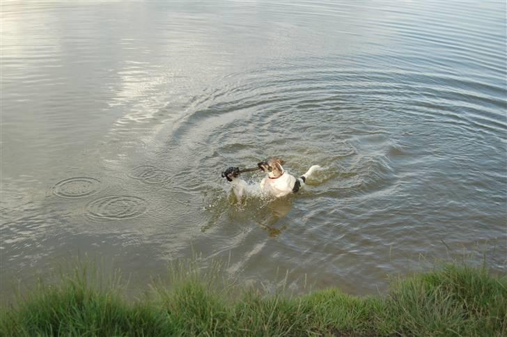 Dansk svensk gaardhund Thilde  - Mig og Joy hjælpes om at ´´redde´´ pinden :P  billede 4