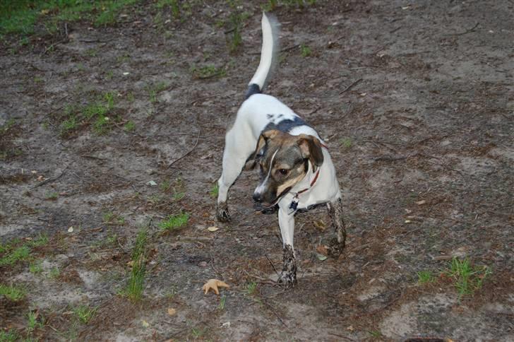 Dansk svensk gaardhund Thilde  - Se lige min lækker ben mor hehe  billede 6