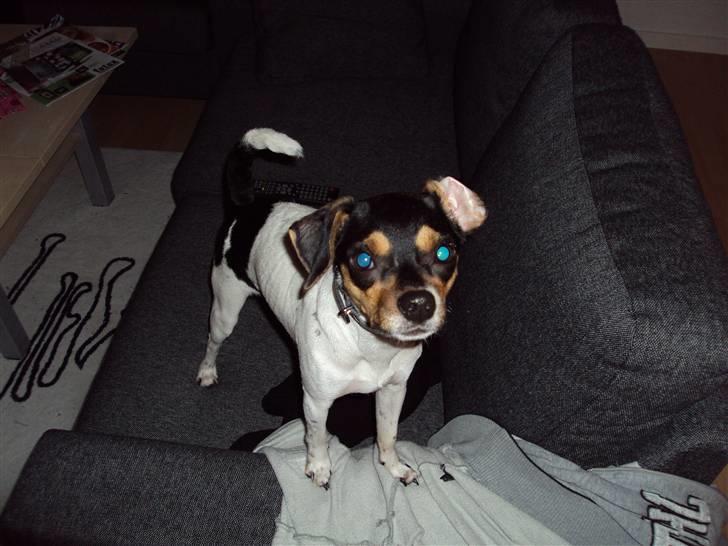 Dansk svensk gaardhund Sisse billede 1