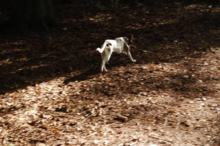 Dansk svensk gaardhund Thilde  - Fuld fart fremad (=  billede 7