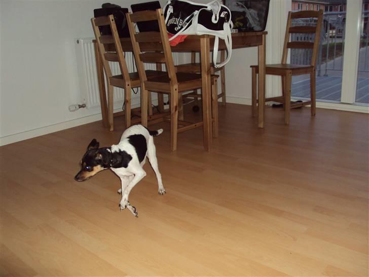 Dansk svensk gaardhund Sisse billede 2