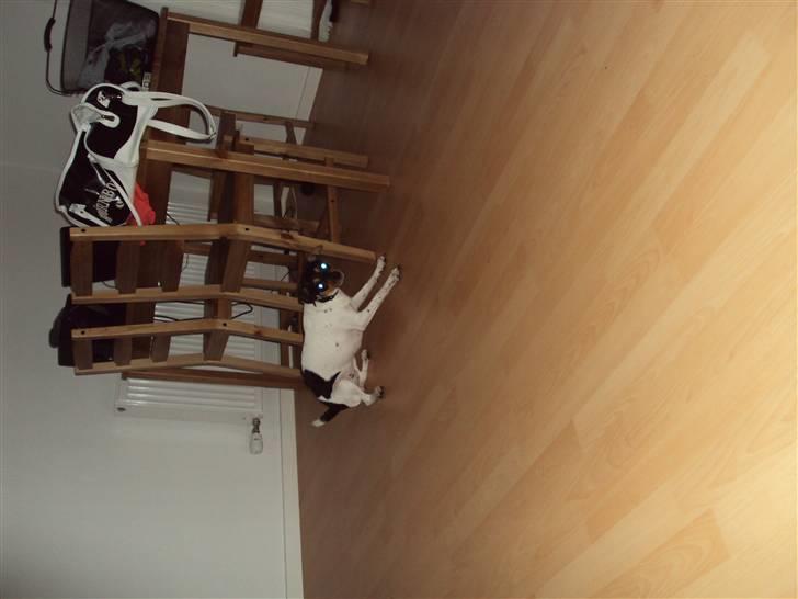 Dansk svensk gaardhund Sisse billede 3