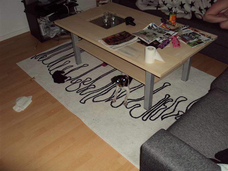 Dansk svensk gaardhund Sisse billede 4