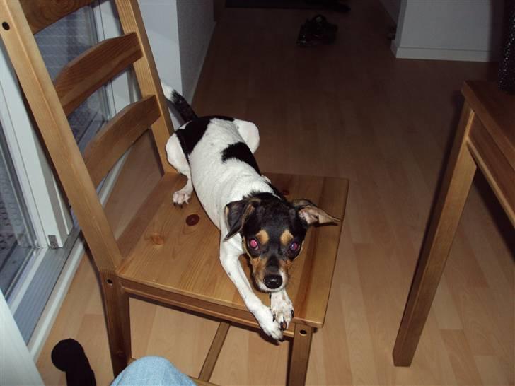 Dansk svensk gaardhund Sisse billede 5