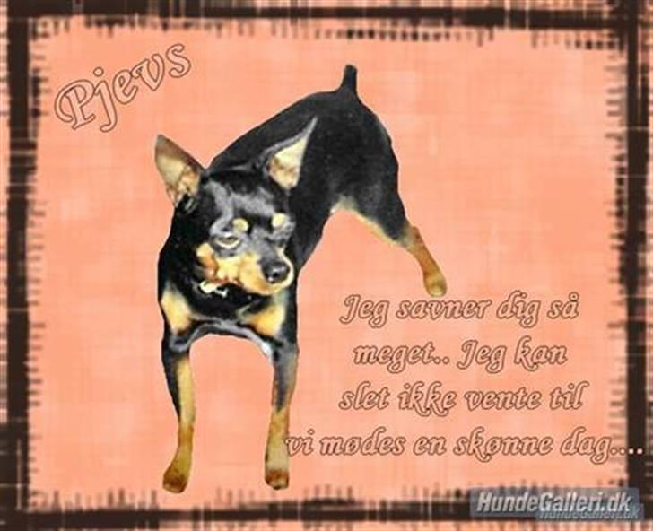 Dvaergpinscher pjevs  billede 11