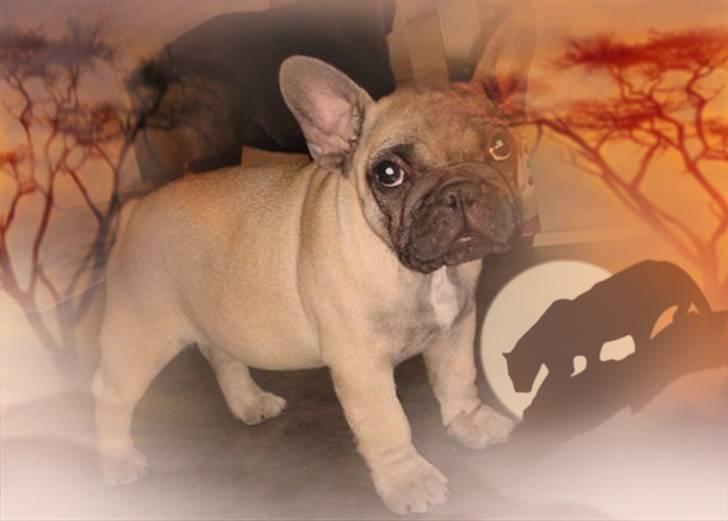 Fransk bulldog Bullconnexion Hector billede 8