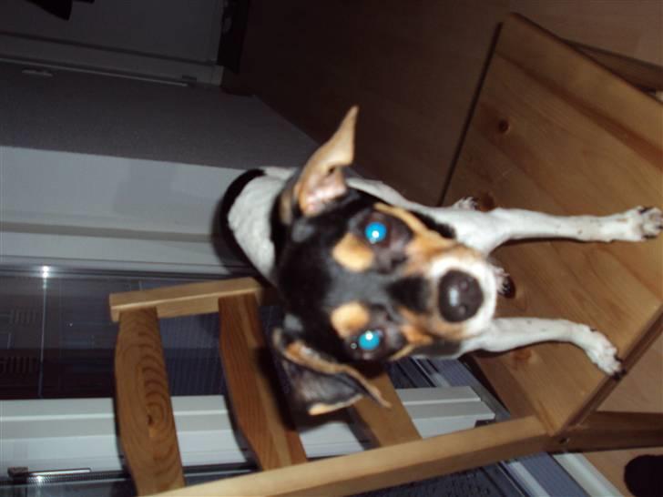 Dansk svensk gaardhund Sisse billede 6