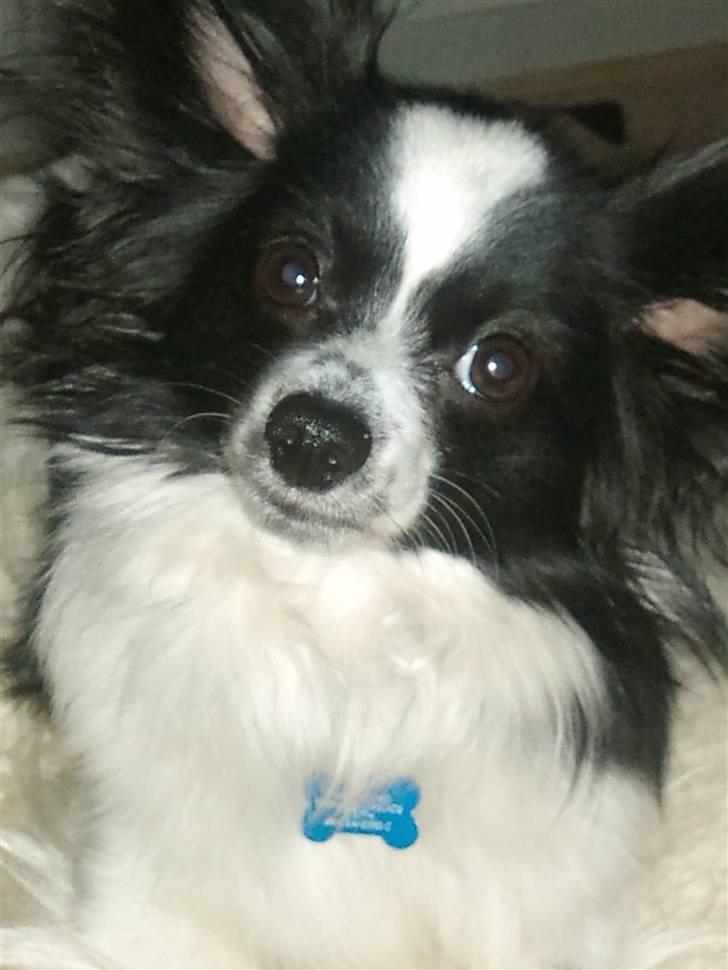 Papillon Sam - Sam i sneen februar 2010 billede 1