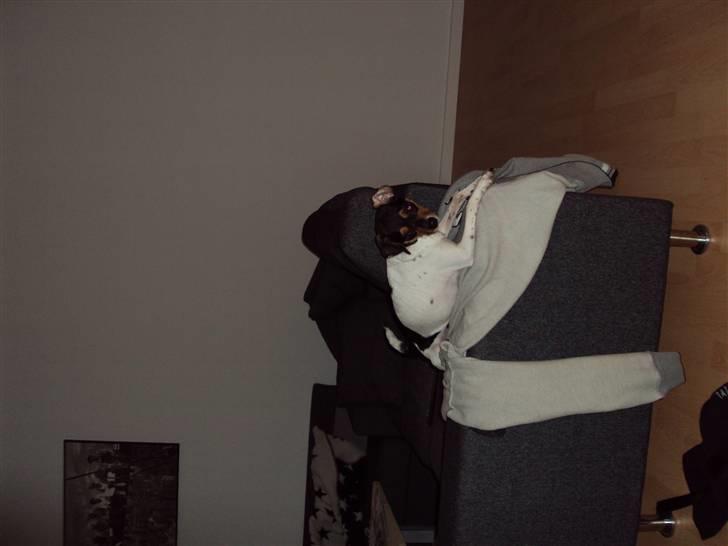 Dansk svensk gaardhund Sisse billede 8