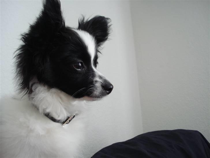 Papillon Sam - første dag hos janni, jonas og tikki. :)  billede 2
