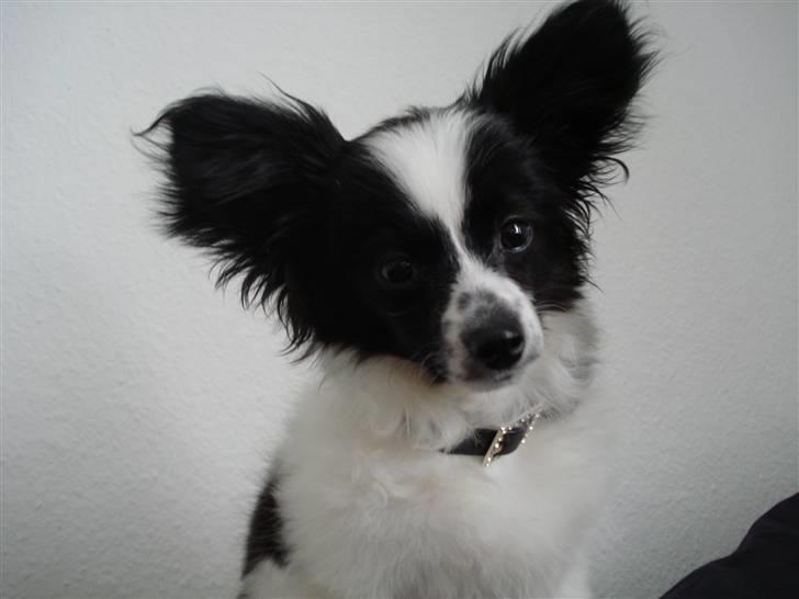 Papillon Sam - Første dag et nyt sted. :) billede 3