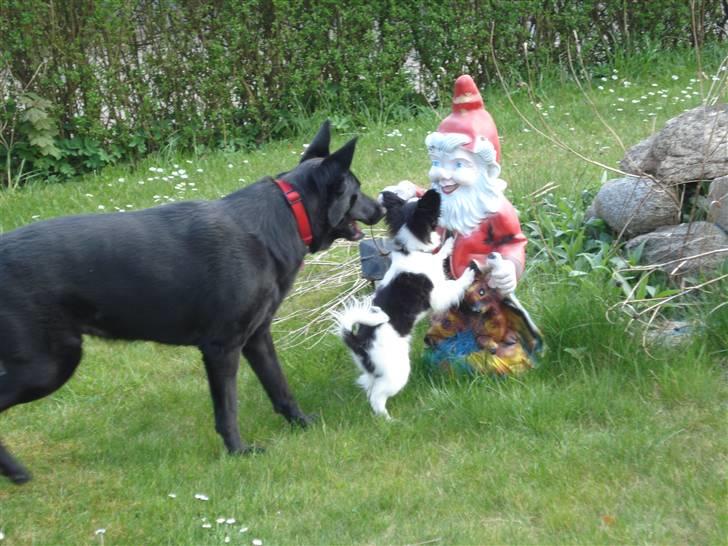 Papillon Sam - Tikki og Sammi hjælper hinanden med at bekæmpe havenissen :) billede 4