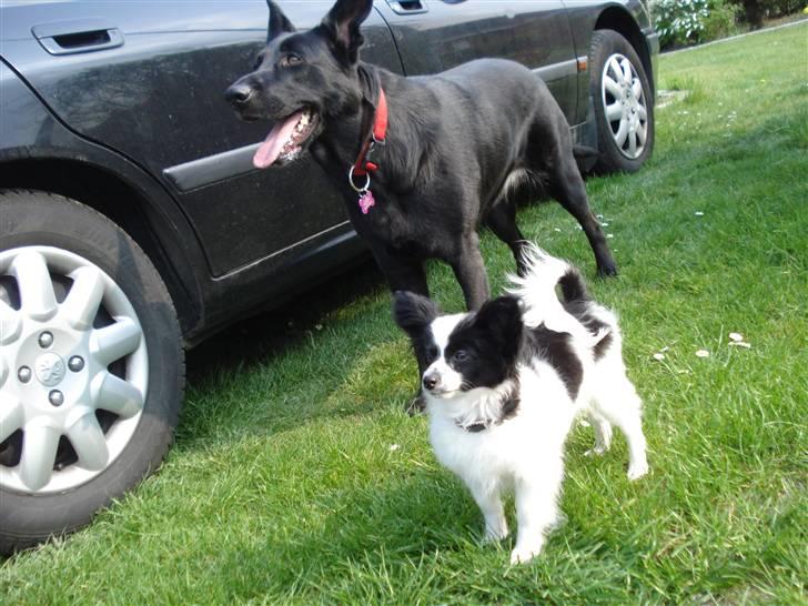 Papillon Sam - Sammi og Tikki er i haven d. 29.04.09 ;b billede 5