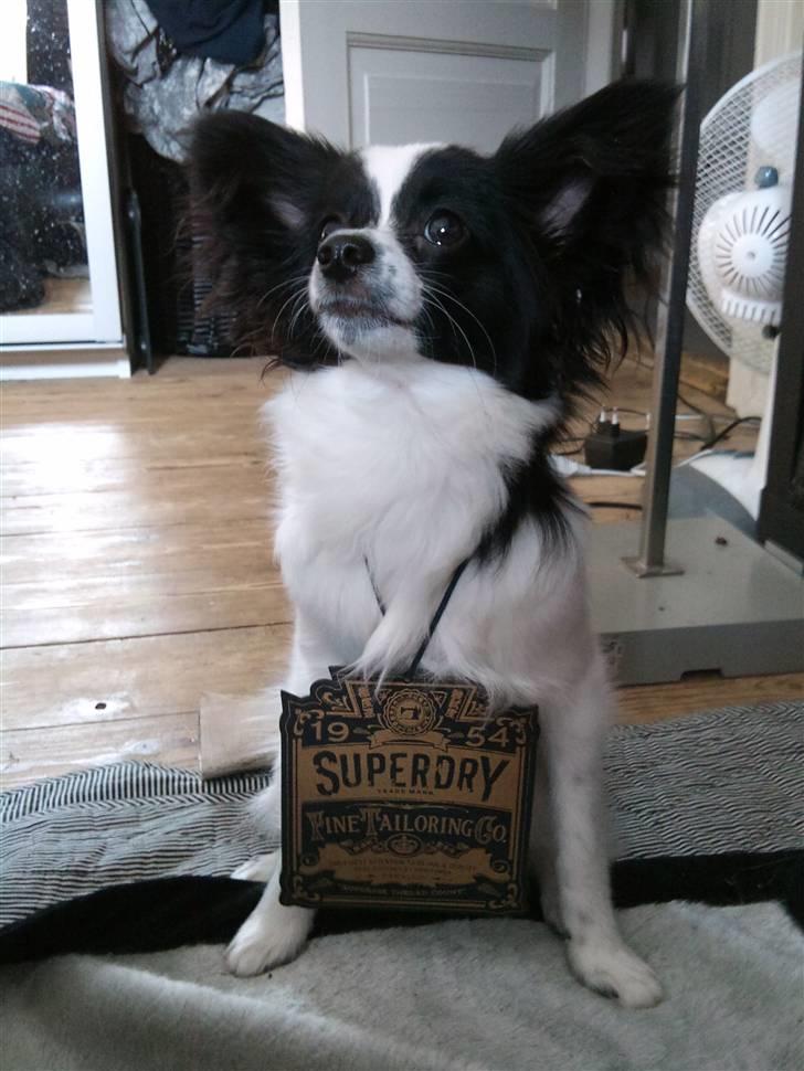 Papillon Sam - Jonas havde fået ny t-shirt, som sam reklamere for ;) billede 6