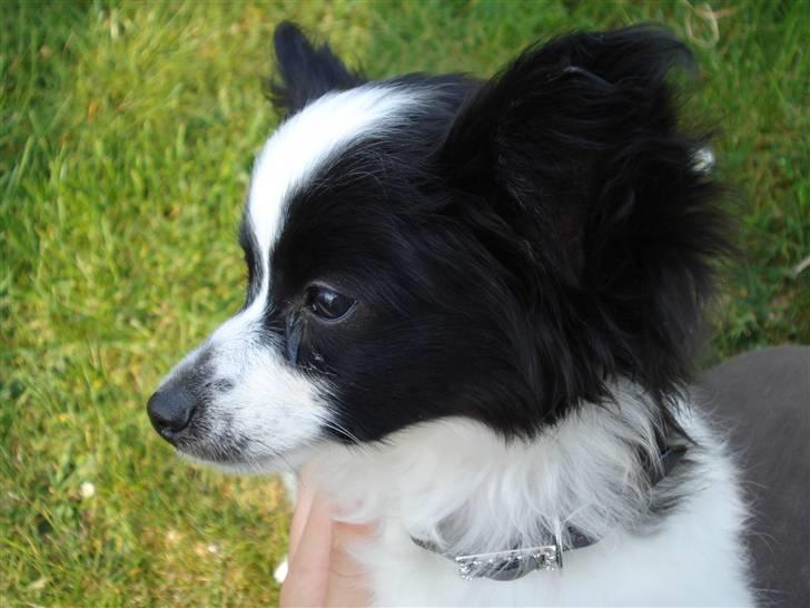 Papillon Sam - skønne Sam. :) billede 7