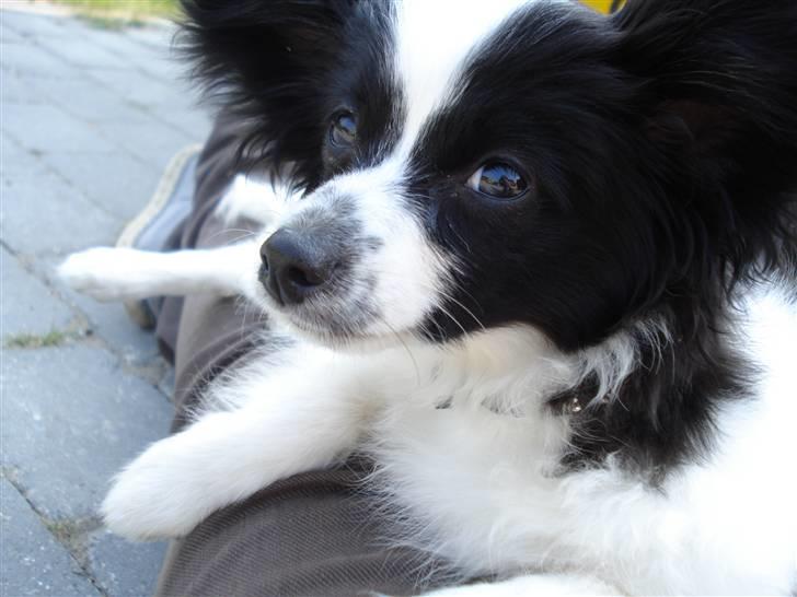 Papillon Sam - Sam er meget kæle. Her ligger han hos Janni udenfor. :) billede 8