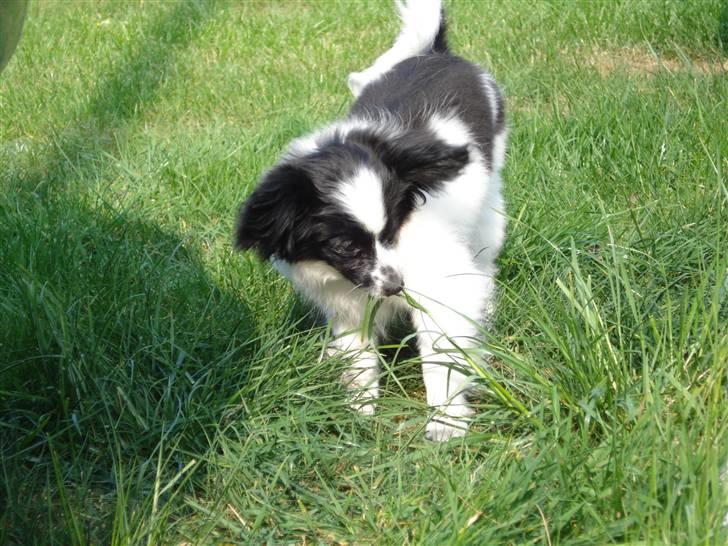 Papillon Sam - Sam synes vidst at græsset er for højt til hans størrelse. :) billede 9