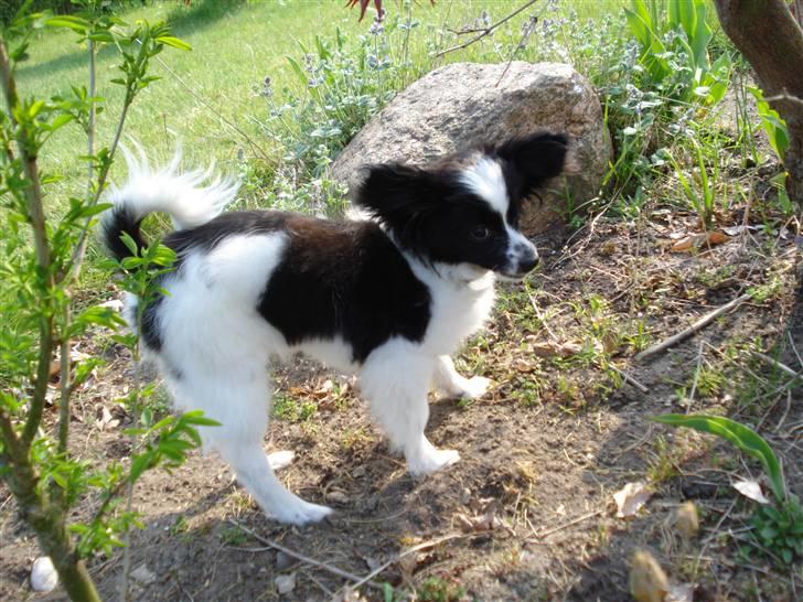 Papillon Sam - Sammi i haven. :) billede 10