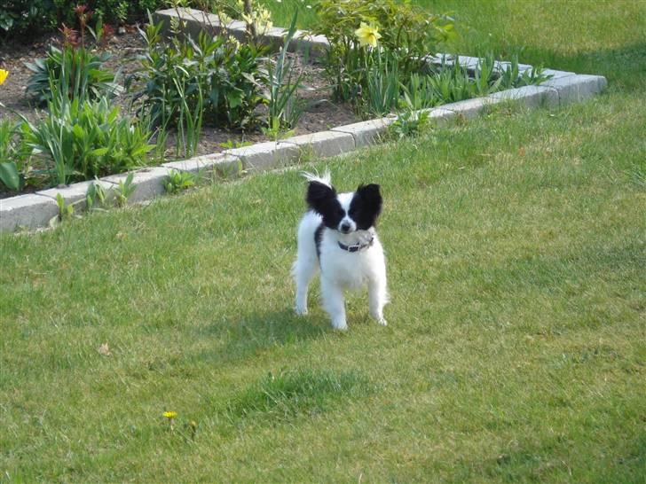 Papillon Sam - sammi på udkig i haven. :) d 29.04.09 billede 11