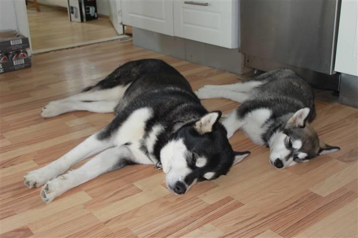 Alaskan malamute Pink billede 1