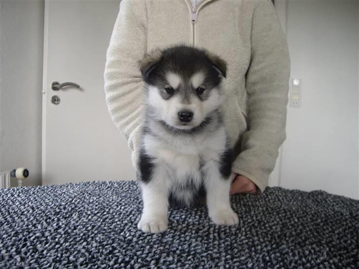 Alaskan malamute Pink billede 2
