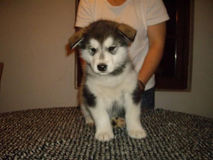 Alaskan malamute Pink billede 3