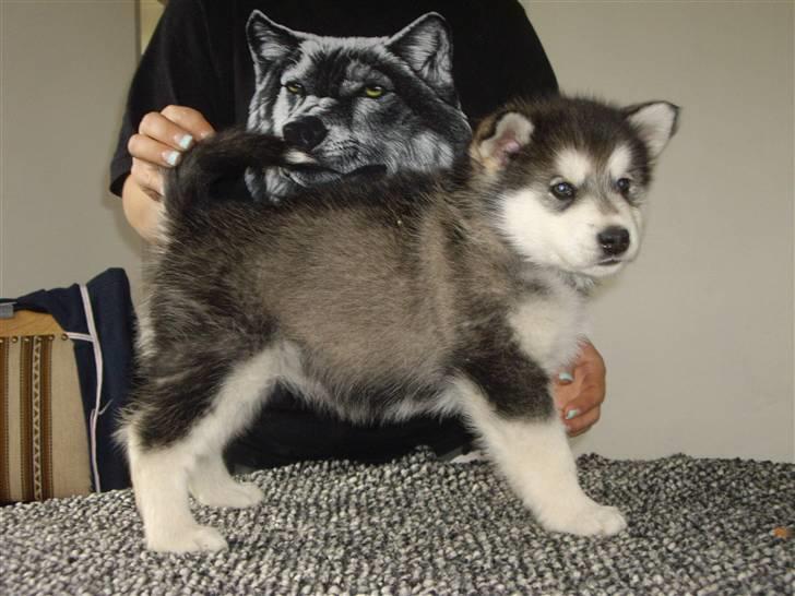 Alaskan malamute Pink billede 4