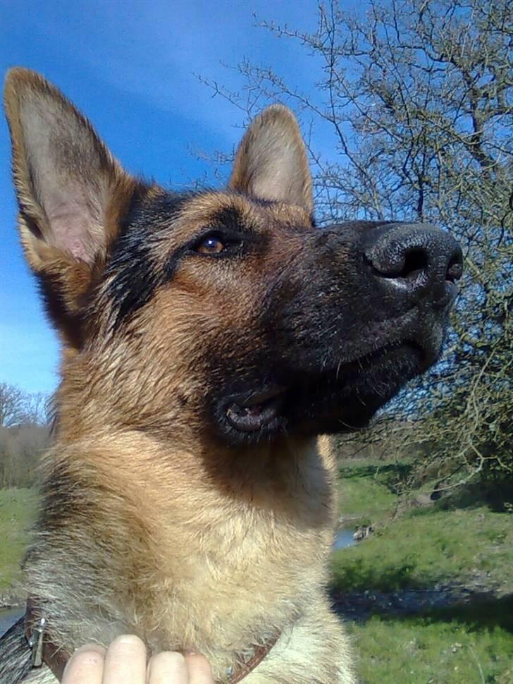 Schæferhund Taison billede 10