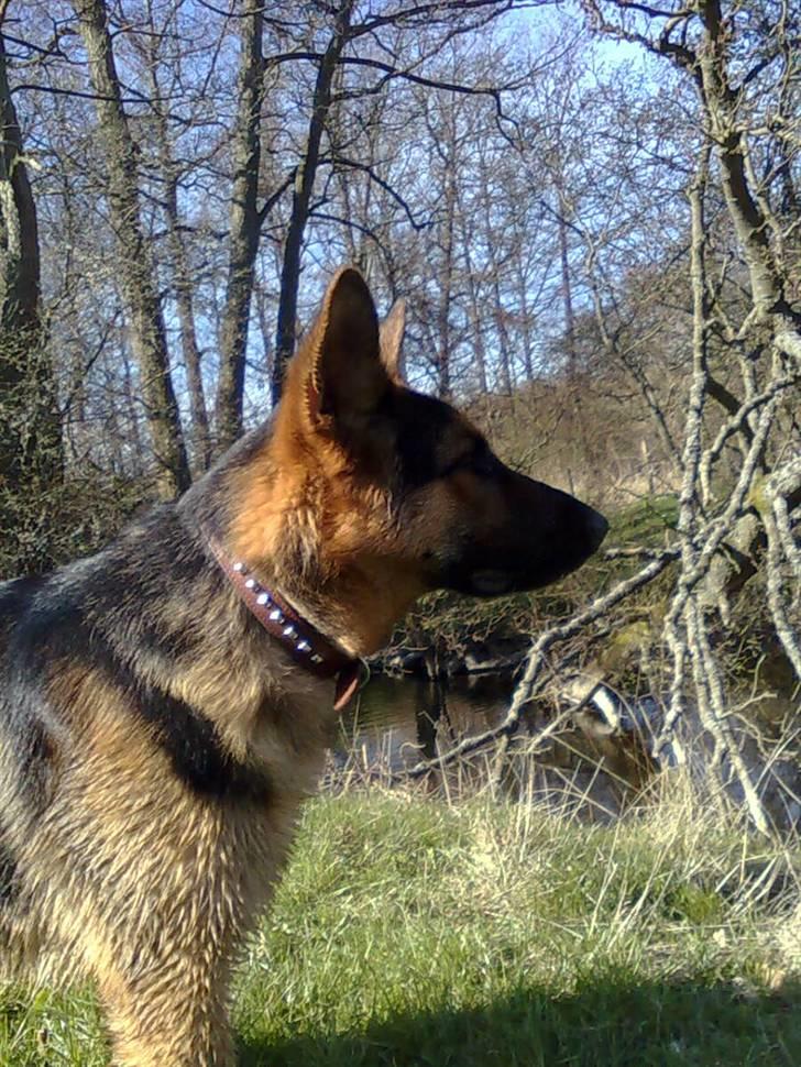 Schæferhund Taison billede 11