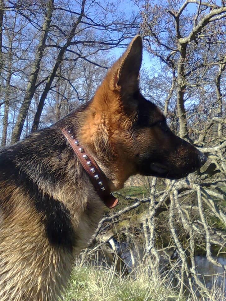 Schæferhund Taison billede 12