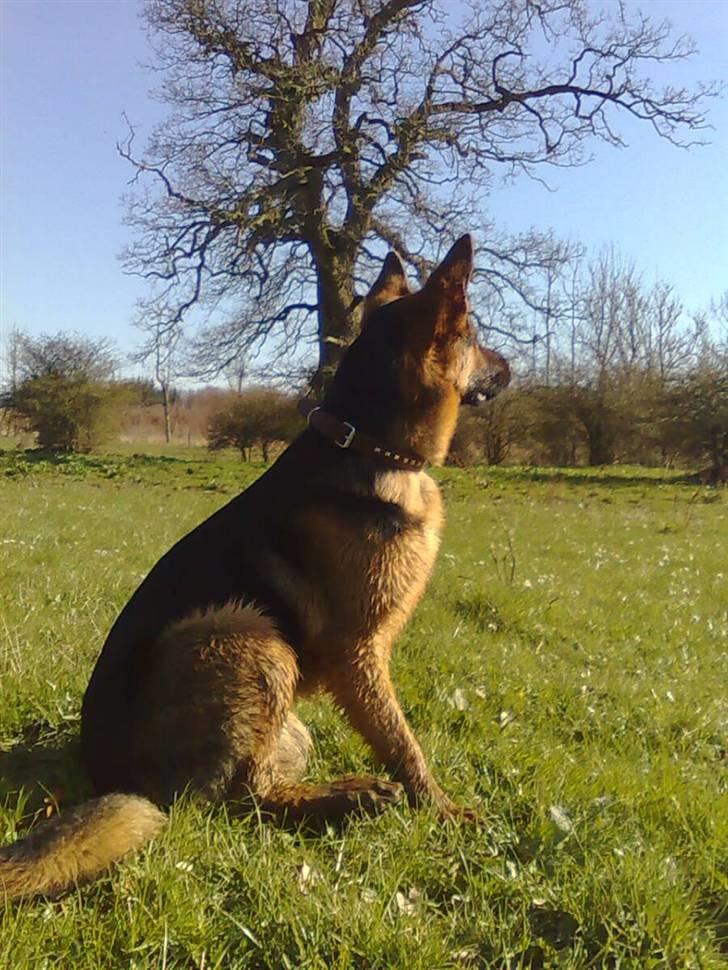 Schæferhund Taison billede 13