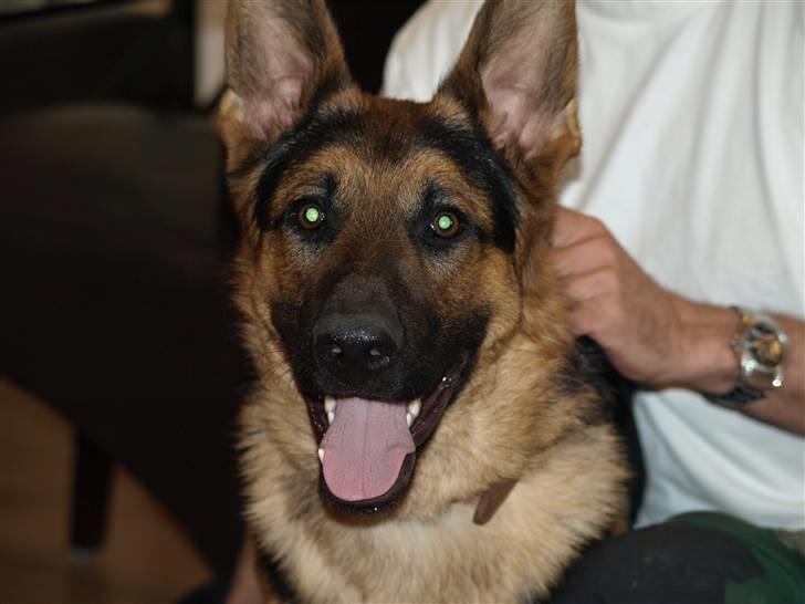 Schæferhund Taison billede 14