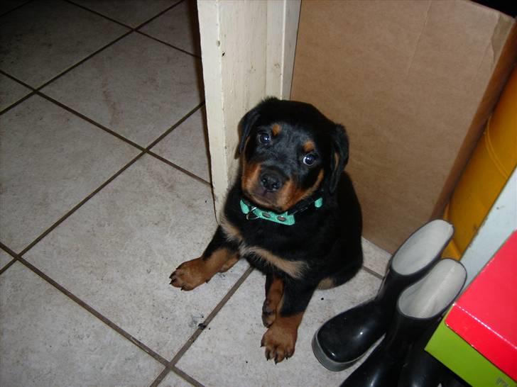 Rottweiler ALPHA + 8-02-2010 billede 1