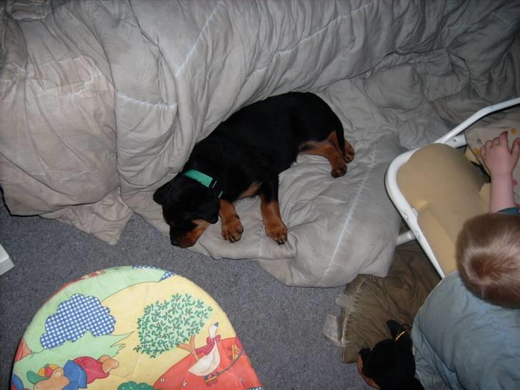 Rottweiler ALPHA + 8-02-2010 billede 2