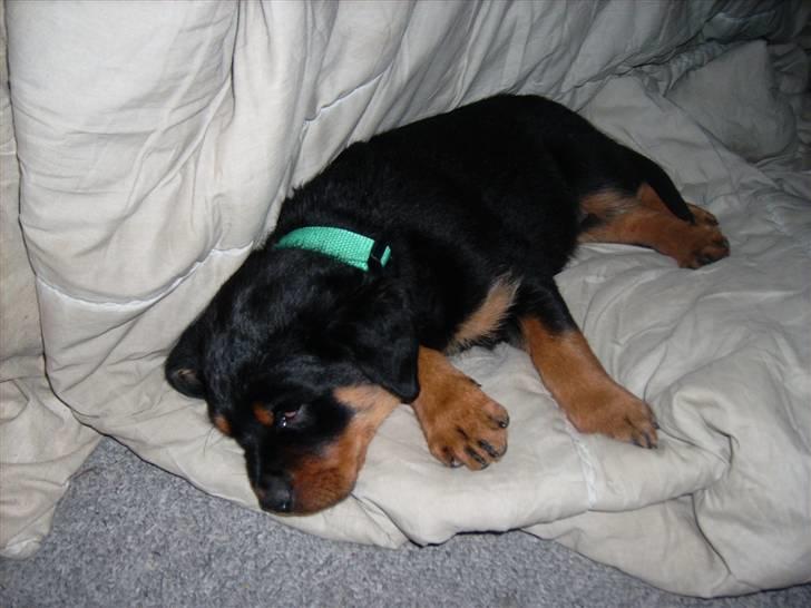 Rottweiler ALPHA + 8-02-2010 billede 3