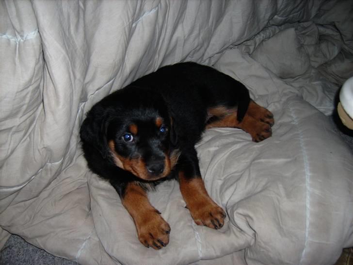 Rottweiler ALPHA + 8-02-2010 billede 4