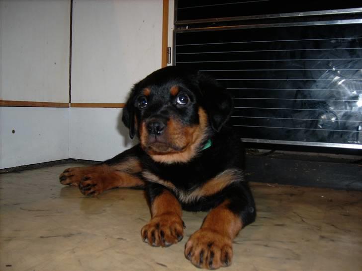 Rottweiler ALPHA + 8-02-2010 billede 5