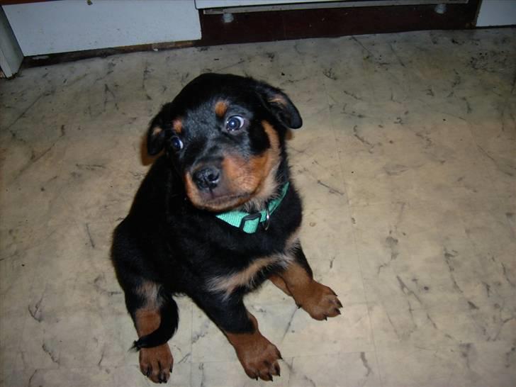 Rottweiler ALPHA + 8-02-2010 billede 6