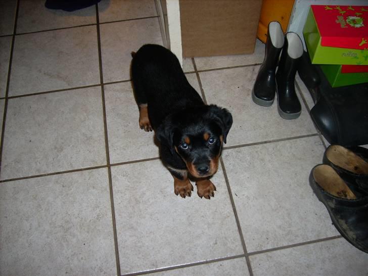 Rottweiler ALPHA + 8-02-2010 billede 7