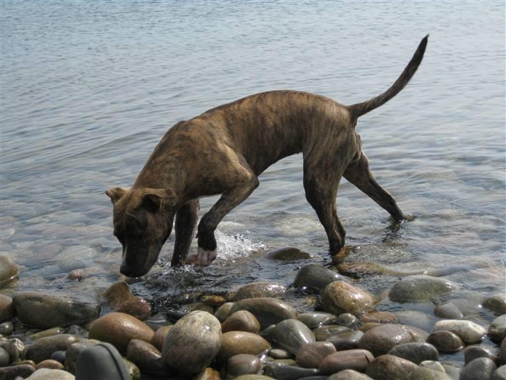 Amerikansk staffordshire terrier Keyla billede 5