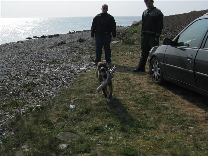 Amerikansk staffordshire terrier Keyla billede 9